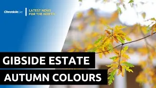 Gibside Estate looking glorious in late Autumn colours