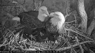 Jackie and Shadow's evening 💓🦅💓🦅 Big Bear Bald Eagle Live Nest Cam Big Bear Bald Eagle Wide View Cam