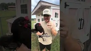 But which came first the chicken or the egg? #chickens #backyardchickens #homestead #eggs #farmeggs