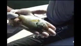 The Funky Fishing Show Episode 1