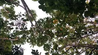ASMR Morning backyard sounds, Birds and other sounds for study!