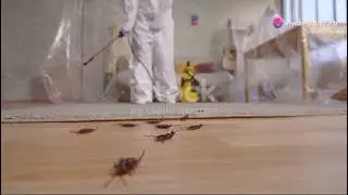 best pest control service  termite treatment