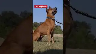 Thai Ridgeback #ridgeback #dog