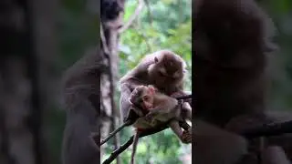 Baby monkey Sleep​ in mommy monkey / Lovely animals