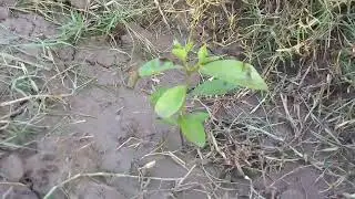 Red Cattley - Strawberry Guava - Amrood - Psidium cattleianum - Organic Farm - Engineer Ka Bagh