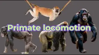 Primate locomotion