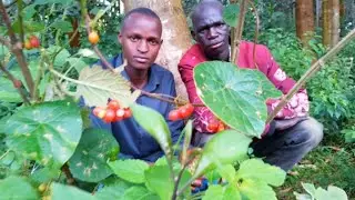 Msaniichipukizi ft shado254 wacha nicheze [official video]#comedy #funny #colonelkkjϟ