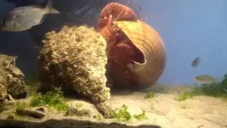 Moving day for Sebastian the giant hermit crab.