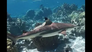Swimming with sharks in Moorea, French Polynesia.