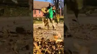 Как пользоваться воздуходувкой