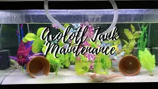 Axolotl Tank Maintenance and Water Changes!
