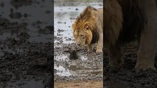 Lion Saves Baby Buffalo from Deep Mud