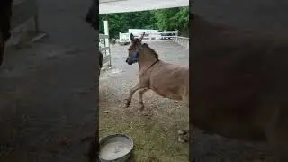 Horse tag