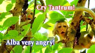 Alba cries very tantrum wants mum Anna to give milk!