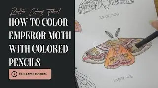 How to Color a Realistic Emperor Moth with Colored Pencils #adultcoloringbook  #timelapsecoloring