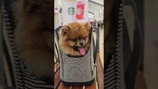 🩷Мы только что взяли нового померанского шпица!🐾🐶Познакомьтесь с Бобобертом Пабло! #dogshorts #po...