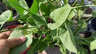412 - How to grow & care Rumex/Khattua/Bladder Dock from seeds/ Seedlings Update