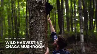 Wild Foraging Chaga Mushroom in Canada to the Backdrop of Classical Music