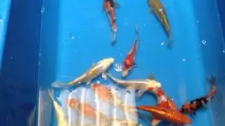 Koimasters small tosai koi (1)