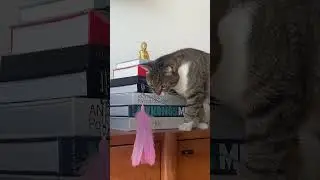 The Viral Feather Cat Toy | The Pack