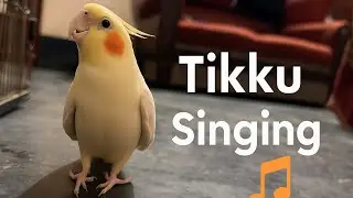 সবচেয়ে কিউট টিকু 🐥 | Singing Cockatiel | Funny Bird Video 2025👉 Cute, Funny, Bird Video 