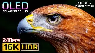 Absolutely the Best OLED HDR Test Ever | Dolby Vision 16K HDR 240fps (8K/4K Video TV)