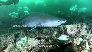 bluntnose sixgill shark Hexanchus griseus HD stock footage