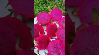Variedades de potencial para plantio comercial. #dragonfruit #pitaya