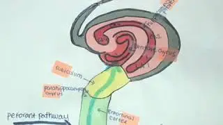 Hippocampal Formation