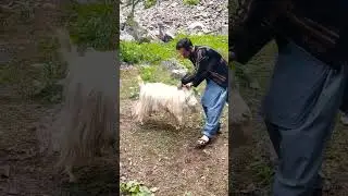 Markhoor 🐐🐑 , Pakistan national animal markhoor,🐐❤️ #song #mountains #travel