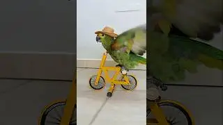 Parrot doing BMX stunts! #parrot #birds #animalshorts #pets #cycling #cyclist #bike #bicicleta #pet