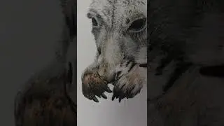 Kangaroo colour pencil drawing. What do you think of this one? #kangaroo #australiananimals