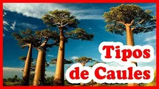 Caule – tipos, partes, função dos caules