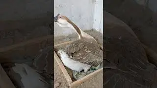 Alhamdulillah menetas anak angsa African lion head #shorts #hewanternak #goose #lionhead #angsaya