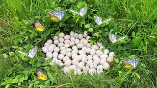 Wow unique- A farmer picks duck eggs in a field with lush green grass and fresh rain.He picks a lot