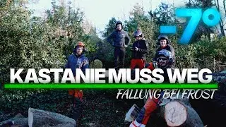 Kastanie f&auml;llen bei Frost ❄️ Pilzbefall & -7 &deg;C im Wintereinsatz