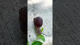 Snail Eating a Leaf