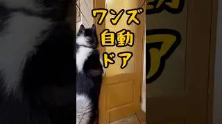 寒い季節はちゃんとドアを閉めていたいのです#サモスキー #日本スピッツ #大型犬のいる生活