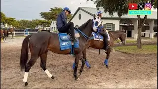 Breeders' Cup Sprint Champion Bentornato Prepares for 2026 Dubai Golden Shaheen at Palm Meadows