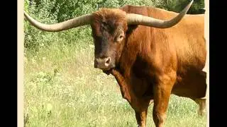 VIC HOLDROYD DEMO - TEXAS BOUND