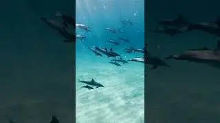 Short relaxation nature - Oc&eacute;an et animaux - 35 secondes pour apaiser stress et anxi&eacute;t&eacute; !