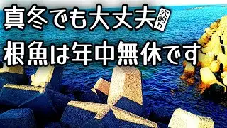 『穴釣り』年中無休のカサゴｗ