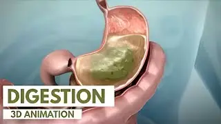 How the digestive system work | 3D Tour of the digestive system