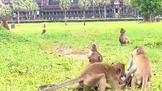 Mila Troop Monkey! The place so comfortable