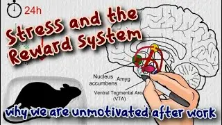 Stress and the Reward System - why we are unmotivated after work