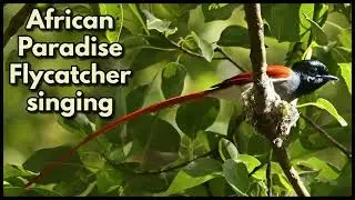 AFRICAN PARADISE FLYCATCHER singing