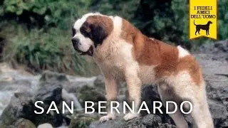 SAN BERNARDO trailer documentario