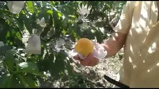 Pessegueiro Fruticultura com Sergio Semerdjian