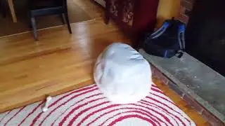 Kai the Vizsla - 4 - Funny Spinning in his Dog Bed.