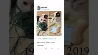 Cat Toy Evolution Funny Cat Meme Twitter Tweet #shorts